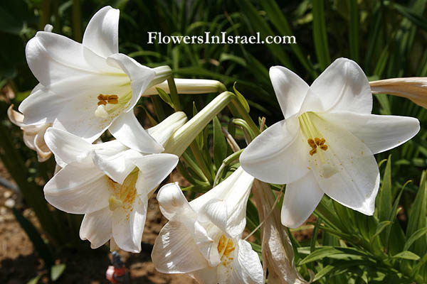 上图:以色列的野地里有许多种百合花。以上是其中一种:圣母百合(Madonna Lily,Lilium Candidum)。