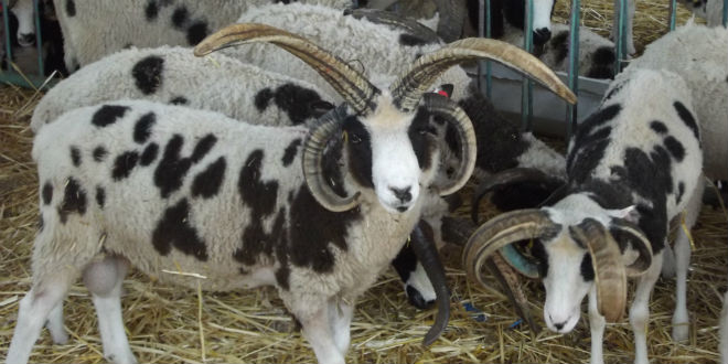 上图:雅各羊(Jacob Sheep)是一种珍稀的古老品种,全身有黑白相间的斑点,有四只角,最接近雅各当初所饲养的羊。根据基因鉴定,雅各羊的原产地是古代叙利亚,即拉班的家乡哈兰附近。这种羊可能被雅各从哈兰带到迦南地,又随着雅各下埃及被带到北非,然后从北非被带到西班牙,接着被带到英国,继而被带到了加拿大,最后于2016年被带回以色列。