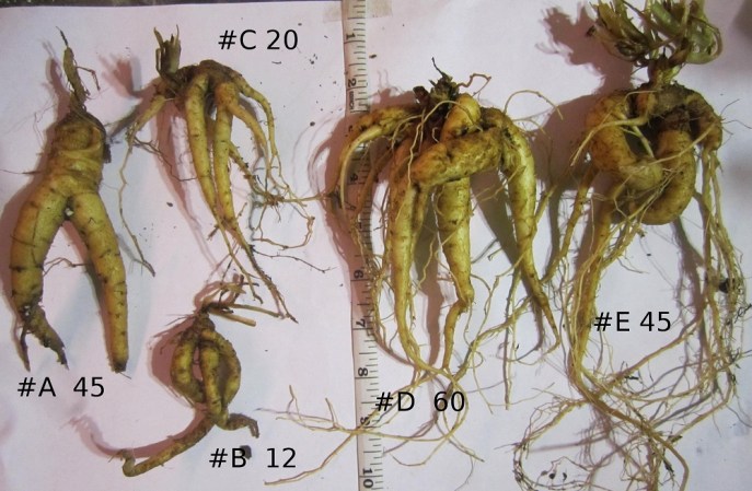 上图:风茄(Mandrake)是一种多年生茄参属植物,根部像人,产于地中海周围地区,在收割小麦时成熟。在中东文化中认为它有帮助受孕的作用。