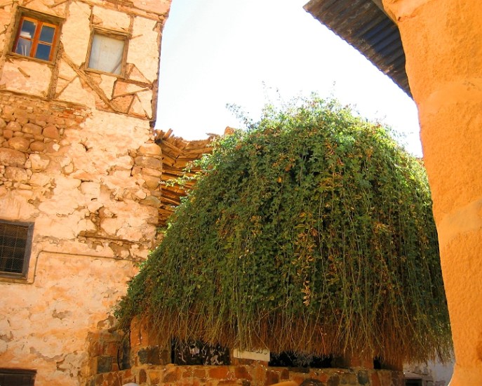 上图:西奈山下圣凯瑟琳修道院(St. Catherine's Monastery)的「荆棘」,传统认为摩西看到的燃烧的「荆棘」就是类似的样子。