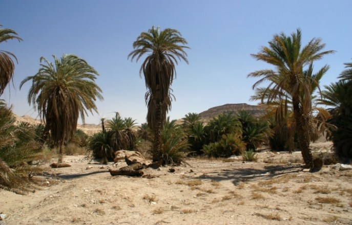 上图:西奈半岛的绿洲加兰德尔旱溪(Wadi Gharandel),一般认为这里就是「以琳」,而玛拉是北面11公里的哈瓦拉泉('Ain Hawarah),那里还有一些泉水是苦的。现在这里有水井,但已经没有12股泉水。也有人认为以琳就是现代的摩西泉 (Ayun Musa) ,那里还有12股泉水。