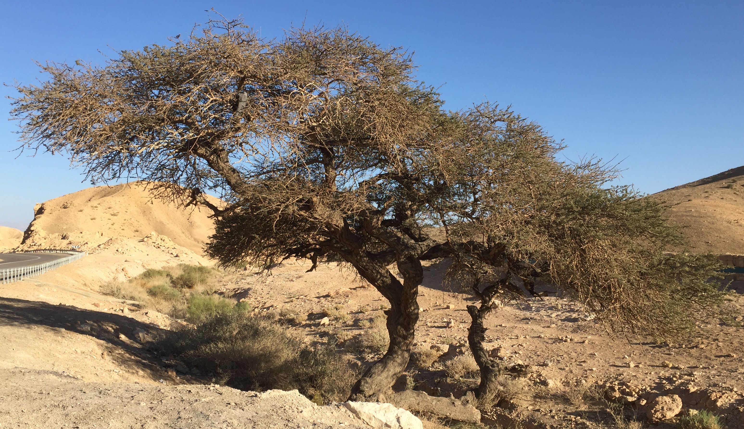 上图:犹大旷野中的一棵皂荚木(Acacia),树形如伞,树身有刺,木质坚硬。