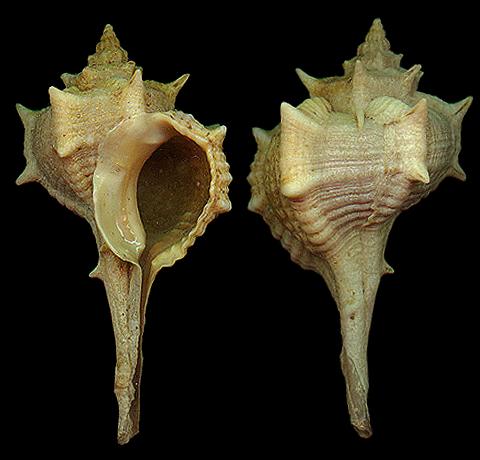 上图:地中海的染料骨螺(Bolinus brandaris),每个骨螺只能产生一滴紫色颜料,所以非常贵重,被人当作权力、荣耀和财富的象征。古代罗马的法令规定,如果平民穿上染了上等紫色的袍服,就会背上叛国的罪名。古代腓尼基港口推罗以贩卖紫色衣料驰名,所以罗马帝国把紫色叫作推罗紫。