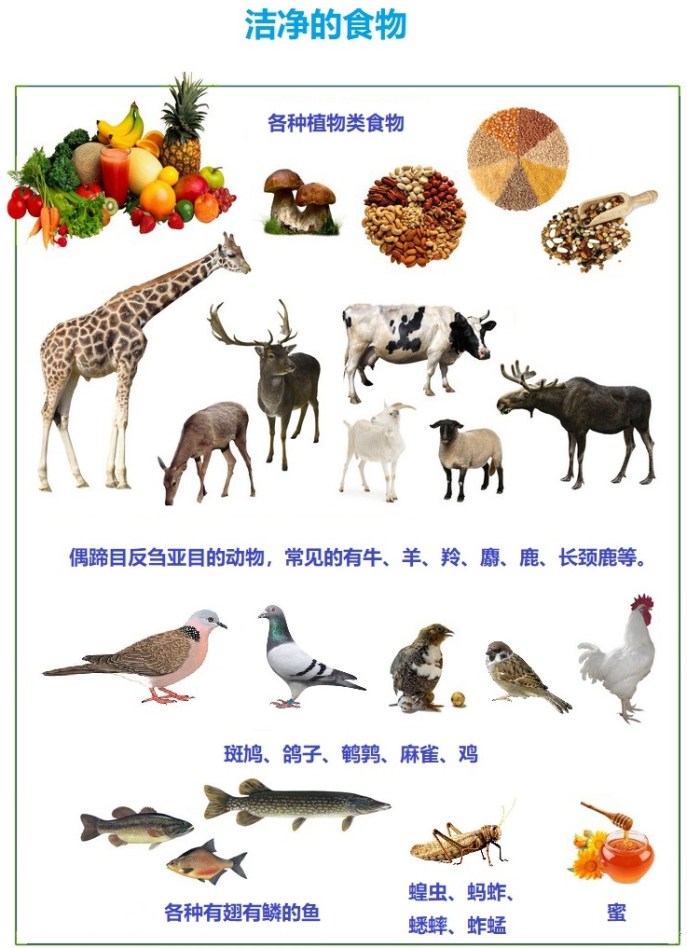 上图:洁净的食物。神只把少数几种动物划为可吃的「洁净」动物,可以避免对自然资源的滥用。这些动物大都是温顺的食草动物,种群的数量也比较大。