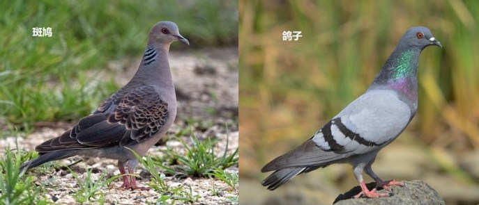 上图:斑鸠和鸽子都是鸽亚科(Columbinae)的鸟类,外形相似,性情驯良,从外表很难区分雌雄。英文俗名Pigeons和Dove在中文中都可以译成鸽或鸠,通常较小的俗称Dove,较大的俗称Pigeon,并没有严谨的科学分类标准。