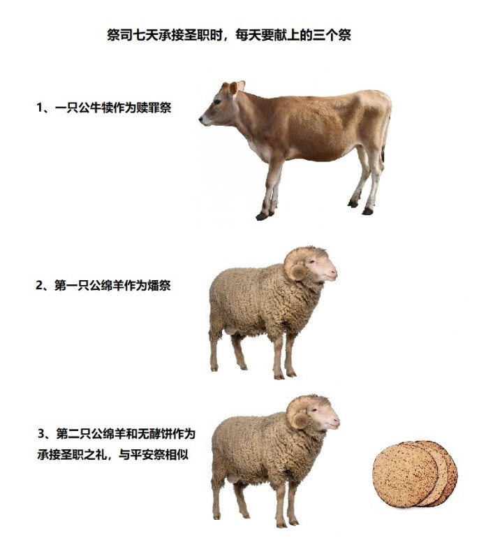 上图:祭司在七天承接圣职之礼时,每天都要带来一只两岁的公牛犊、两只公绵羊和一筐无酵饼,献上三个祭。