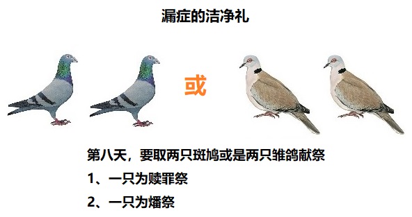 上图:漏症的洁净礼,无论贫富、男女,祭物都是两只斑鸠或两只雏鸽。
