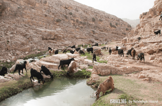 上图:一群羊在Qelt旱溪(Wadi Qelt,or Nahal Prat)喝水。以色列的绵羊在雨季放牧在雨水滋润的草地上,旱季则吃杂草和田中收割剩下的残茬。在雨季,绵羊从嫩草中获得水分,可以几周不喝水;但在旱季,成年的绵羊每天需要喝4-12升水。山羊能独立找水,但会迷路,而绵羊则完全倚靠牧人寻觅水草。