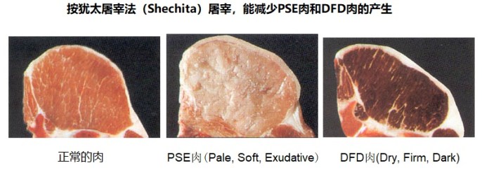 上图:不同的屠宰方法对肉质的三种影响。 如果牲畜在屠宰时受惊吓,会产生应激反应,分泌大量肾上腺素等激素,使肌糖原酵解产生大量乳酸,pH值迅速降低到5.4-5.6,肉味变差,成为PSE肉(Pale,Soft,Exudative)。 如果牲畜在屠宰前长期处于紧张状态,应激反应持续时间长,使肌糖原消耗枯竭,宰后产生的乳酸很少,pH值在6.5以上,肉味较差,容易变质,成为DFD肉(Dry,Firm,Dark)。 犹太屠宰法不但可以把血放干净,也不会使牲畜受惊吓,因此肉质容易保持正常。