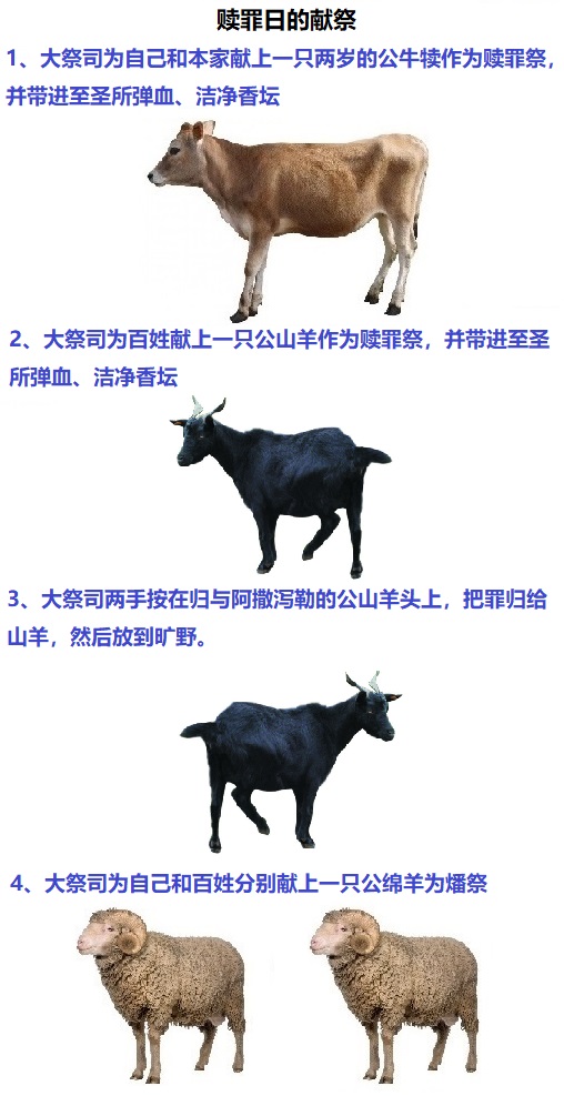 上图:赎罪日的献祭。用作赎罪祭的公牛犊和公山羊的血都要被带进至圣所弹血,并洁净香坛。赎罪祭的祭牲要完全烧掉。