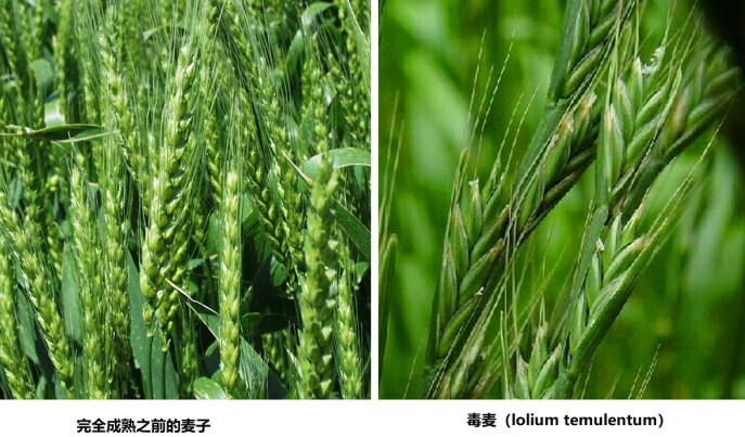 上图:麦子和稗子(毒麦)。麦子在完全成熟之前,和稗子很难区分,但成熟之后,就很容易区分。