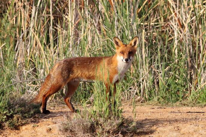 上图:生活在以色列的丘陵和平原地区的狐狸主要是赤狐(Red Fox)。赤狐又名火狐,腹部白色,腿和耳尖黑色,其他部分都是红色。