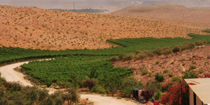 上图:位于以色列南地旷野(Negev Desert)的Carmey Avdat葡萄园。这里的气候很适合种植葡萄,只要有水源,就可以耕种。