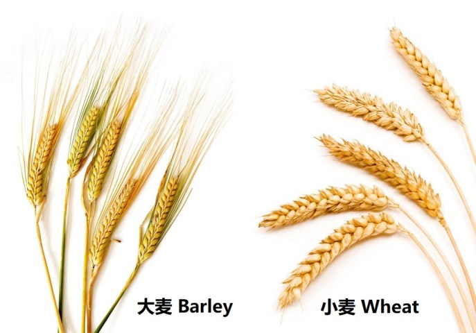 上图:大麦和小麦。大麦是古代美索不达米亚人的主要食物,甚至可以用来衡量其他产品的价值。