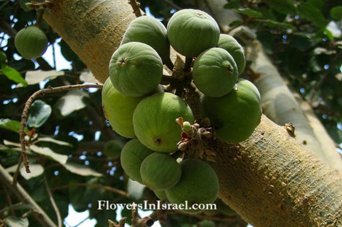 上图:西克莫无花果(Sycamore fig),与无花果很像,但没有那么甜。需要将果子划破或刺洞,促使乙烯气体增加,加快成熟。