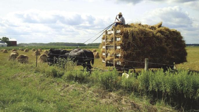 上图:阿米什人(Amish)用马车拉着「装满禾捆的车」(摩二13),非常沉重。