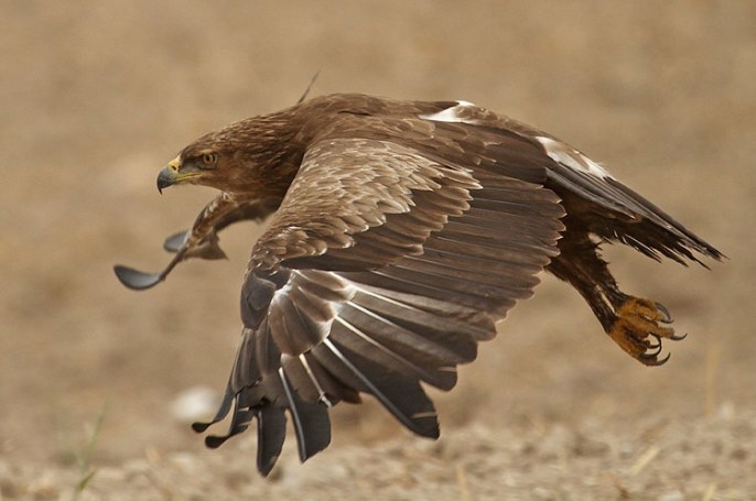 上图:小乌雕(Lesser spotted eagle)是以色列常见的一种鹰。以色列位于欧亚大陆与非洲大陆之间鸟类迁徙的主要路线上,每年有三十多种鹰经过这里。古代以色列人对鹰非常熟悉,圣经中经常出现鹰的比喻。