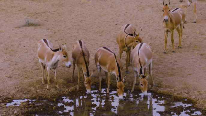上图:以色列的亚洲野驴(Onager or Asiatic wild ass),从未被驯化过,时速可高达70公里。
