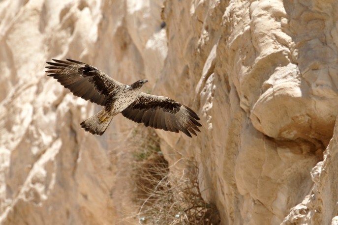 上图:一只白腹隼雕(Bonelli's eagle)在以色列中南部的山岩之间飞翔,摄于2015年3月。以色列位于欧亚大陆与非洲大陆之间鸟类迁徙的主要路线上,每年有三十多种鹰经过这里。古代以色列人对鹰非常熟悉,圣经中经常出现鹰的比喻。但以色列并没有白头鹰。