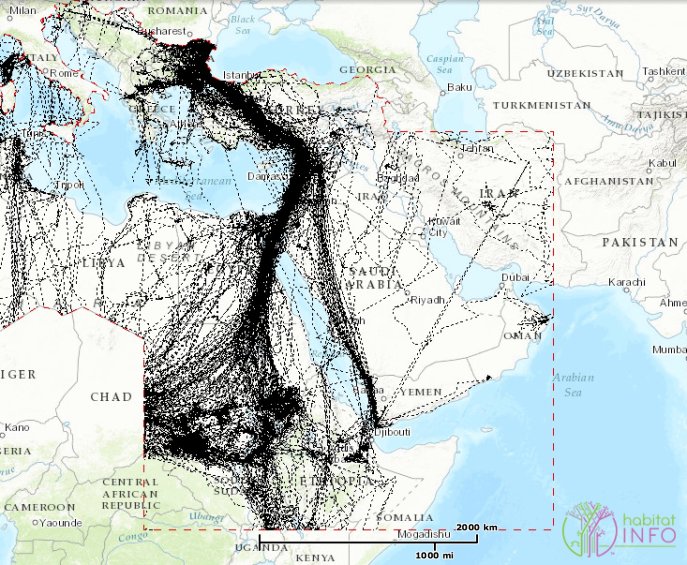上图:大裂谷飞行路线(The Great Rift Valley Flyway)是鸟类在欧亚大陆和非洲之间的迁徙路线,经过以色列和埃及之间的西奈半岛。这是世界上最重要的鸟类迁徙走廊之一。