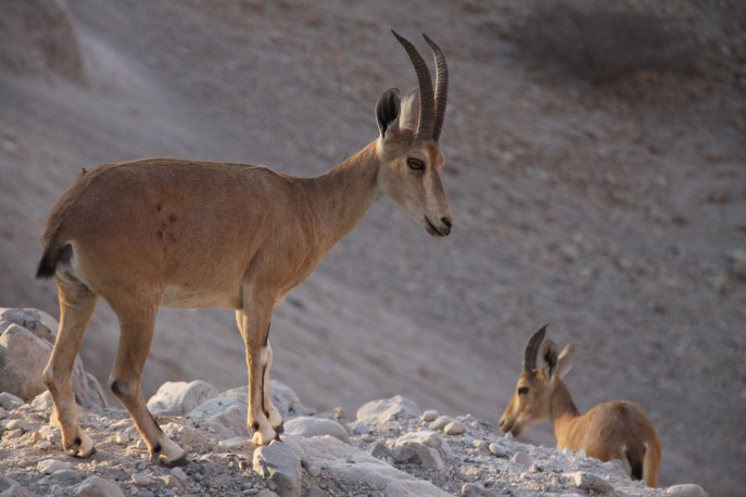 上图:生活在隐基底旷野的雌性努比亚山羊(Nubian ibex)。