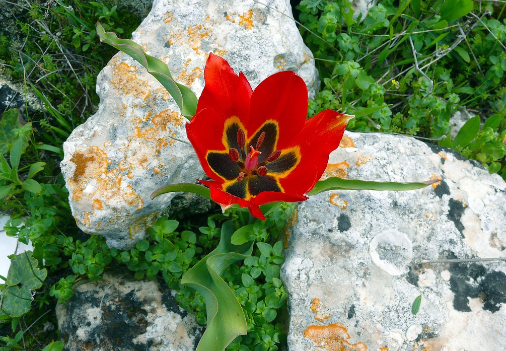 上图:山地郁金香(Mountain Tulip)是以色列的一种百合花,三至四月开红花,花开六瓣。「他的嘴唇像百合花」(歌五13),这个比喻表明「百合花」是红色的。