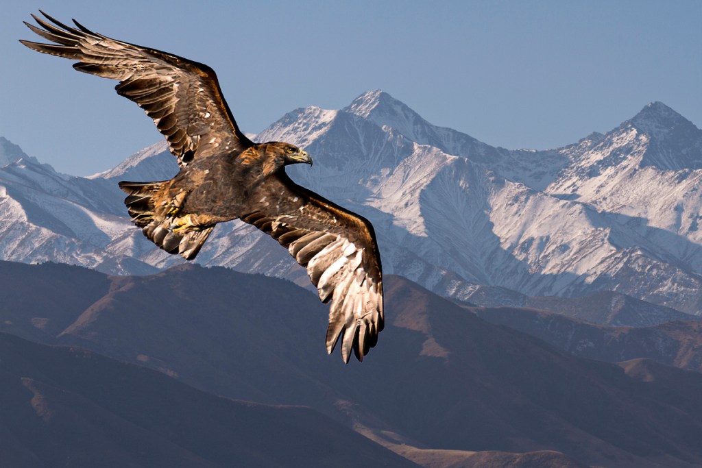 上图:一只展翅上腾的金鹰(Golden eagle)。鹰在高空盘旋,通常都在晴朗的白天,地面将大量的空气加热上升,使鹰可以利用上升气流轻松飞翔,并不需要自己煽翅。鹰的翅膀很宽,尾成扇形。飞行时主要飞羽全部撒开;羽毛之间的深缝可以防备狂风,在山峡的不稳定气流中保持飞行稳定。信徒的信心正如这双巨大有力的翅膀,使「他们必如鹰展翅上腾;他们奔跑却不困倦,行走却不疲乏」(赛四十31)。