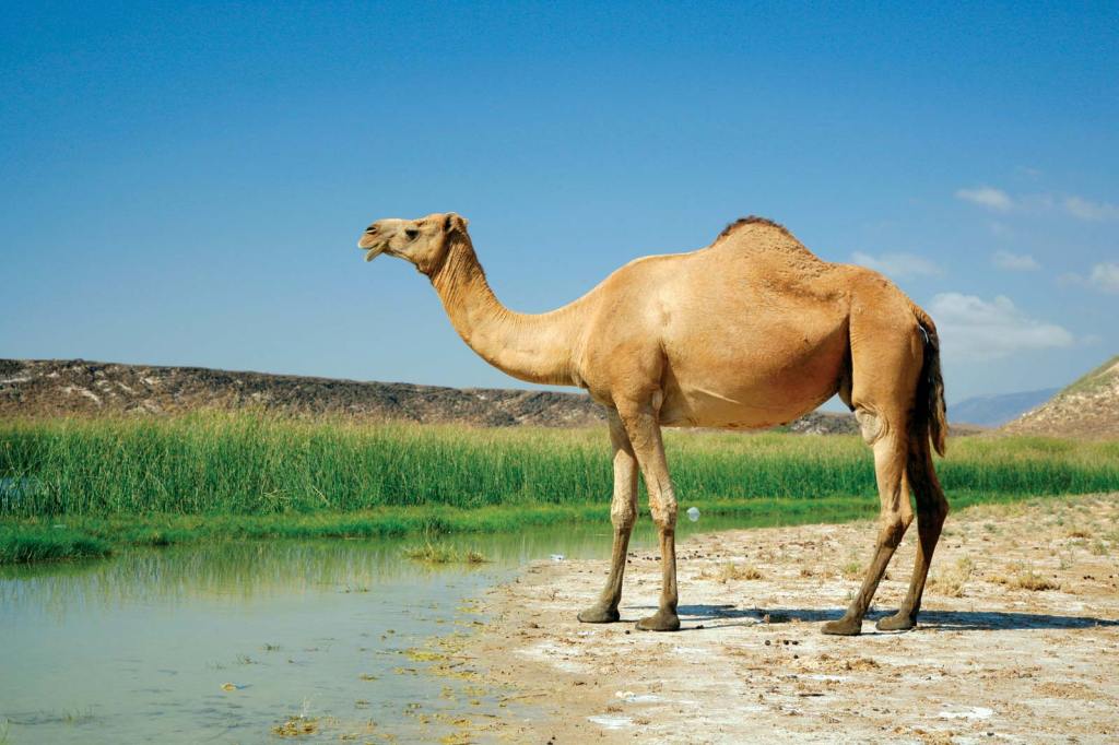 上图:独峰驼或单峰骆驼(Dromedary)产于非洲北部、亚洲西部与南部,又称阿拉伯骆驼(Arabian camel)。单峰骆驼的背上仅有一个骆峰,比双峰骆驼更高、更快。但双峰骆驼更强壮、耐久力更强,更适合穿越沙漠。
