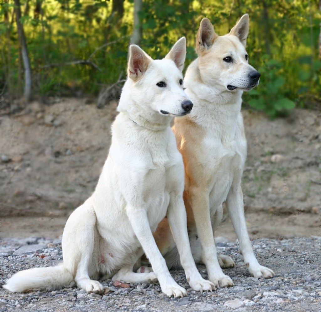 上图:迦南犬(Canaan dog)是古代迦南的原始犬种,被古希伯来人用来保护营地和放牧羊群。以色列人被掳后,不得不把它们撇在野外,偶尔成为贝都因人和德鲁兹部落的护卫犬。1930年代,以色列国防军的前身哈格纳(Haganah)开始重新驯养从野外捕获的迦南犬。1963年,迦南犬被以色列确认为国犬。