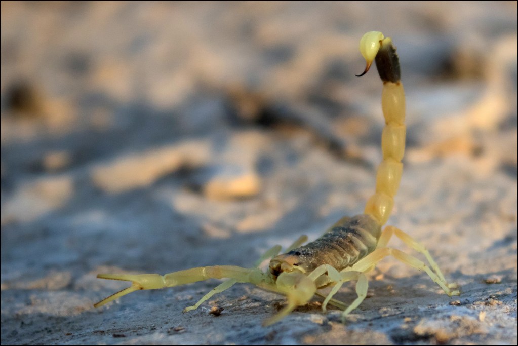 上图:生活在以色列南地沙漠中的以色列黄蝎(Leiurus hebraeus, the Hebrew deathstalker), 也被称为死亡猎手(deathstalker),是蝎子中最危险的一种,被刺后非常痛苦。