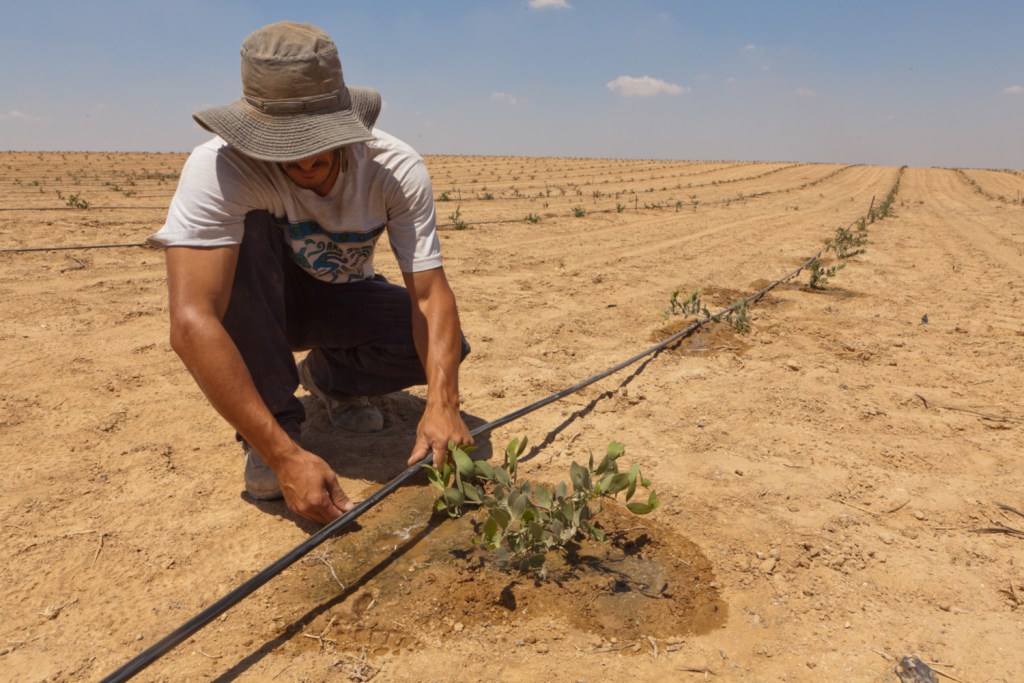 上图:位于以色列南地旷野的哈泽林基布兹农庄(Hatzerim kibbutz),农夫正在培植一个采用滴灌技术(Drip irrigation)的荷荷巴(Jojoba)种植园。滴灌是在适当的时间将适当的水量和养分直接输送到植物的根部的水肥一体化灌溉技术,可以使每株植物都能获得合适的养料和水分,节约用水、肥料和人工。这项技术使以色列得以在半干旱地带「培植那荒废之地」(结三十六36)。1930年代,波兰犹太工程师斯迈哈·博拉斯(Simcha Blass,1897-1982年)移居巴勒斯坦,开始研究滴灌技术。1959年,博拉斯父子采用新出现的现代塑料,开发了不易堵塞的塑料滴头。1965年,博拉斯父子与当时唯一对此感兴趣的哈泽林基布兹合作创建了耐特菲姆公司(Netafim),共同开发并获得了第一个实用表面滴灌灌水器专利(surface drip irrigation emitter)。此后,滴灌技术得到以色列政府的推广,开始飞速发展。今天,耐特菲姆公司已经成为全球最大的滴灌系统制造商,2020年占有全球超过30%的市场份额。而推广滴灌技术五十年后,以色列的农业产量增长了16倍、三倍于人口增长,耗用自然水资源总量却保持稳定,成为全球农业最发达的国家之一。