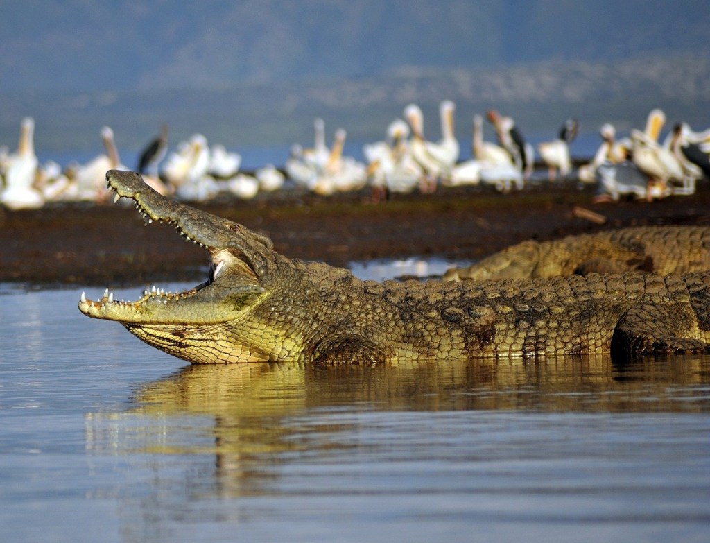 上图:尼罗河鳄(Nile crocodile),是一种大型鳄鱼,非洲最大的爬行动物,体型仅次于河口鳄。尼罗鳄非常强壮,成年尼罗鳄的体重可以重达一吨。,平均寿命达70至100年。古埃及各地都崇拜尼罗鳄。
