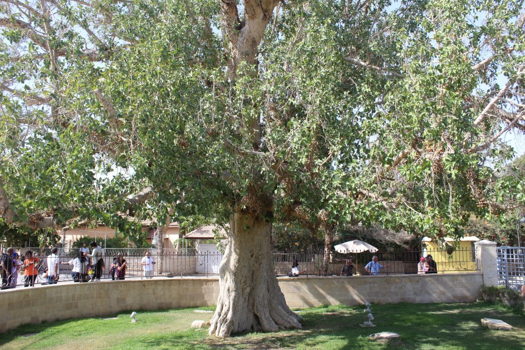 上图:耶利哥的撒该的桑树(Zacchaeus' sycamore fig)。传说个子矮小的税吏撒该为了能看见耶稣,爬上这棵桑树(路十九1-10)。桑树指西克莫无花果树,是一种桑科榕属聚果榕亚属的榕树,是广义上的无花果,树叶像桑树叶,果子像无花果,味道不同于普通的无花果,甜度一般但香味浓郁。